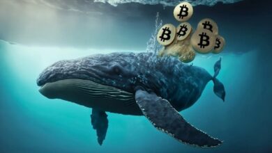 Накопление «китами» биткоинов достигло максимума с 2024 года
